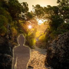 Buddha Lotus Sunset Forest Light