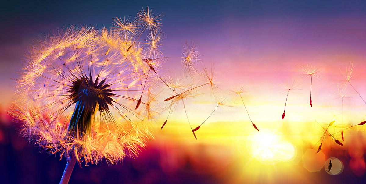 Pusteblume mit Licht und Leichtigkeit - Yogastudio Design